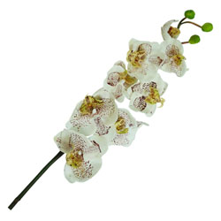 Flor Orquídea  Marbel