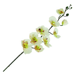 Flor Orquídea Blanca con Verde Mix