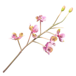 Flor Orquídea Fisni