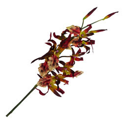 Flor Orquídea Herbul