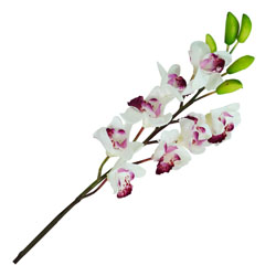 Flor Orquídea Sisi