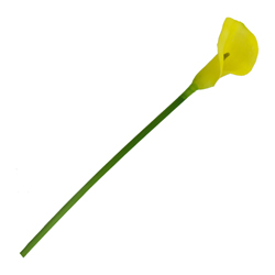 Flor Mini Calla Amarilla