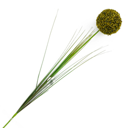 Flor Allium Cepa Verde