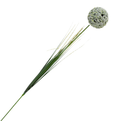 Flor Allium Cepa Blanca