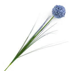 Flor Allium Cepa Lila 