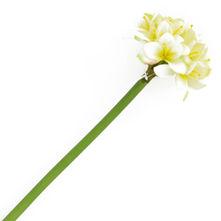 Flor Amarilis Blanca 