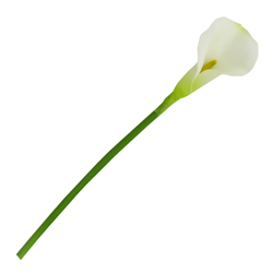 Flor Calla  Blanca  