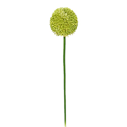 Flor Allium Verde 69cm