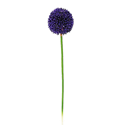 Flor Allium Morada 69cm