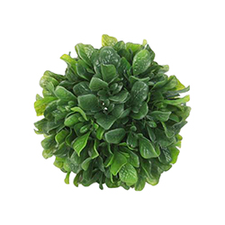 Hoja Bola Seaweed Verde 20cm