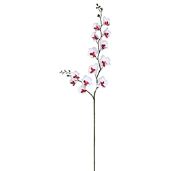 Flor Orquidea Phalaenopsis Blanca Vino 75cm