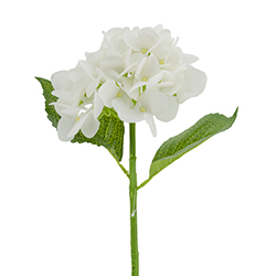 Flor Hydrangea Blanca 50cm
