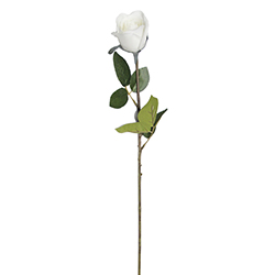 Rosa Blanca 70cm