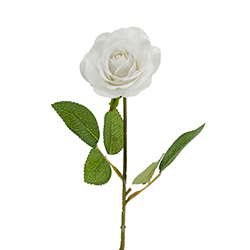Rosa Blanca 44cm