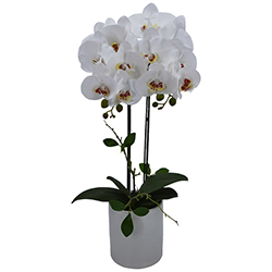 Maceta Phalaenopsis Blanco 62cm