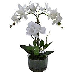 Maceta Phalaenopsis Blanco 40cm