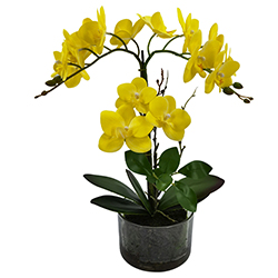 Maceta Phalaenopsis Amarilla 40cm