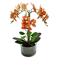 Maceta Phalaenopsis Amarilla Roja 40cm