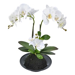 Maceta Phalaenopsis Blanca 32cm