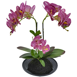 Maceta Phalaenopsis Lila Oscuro 32cm