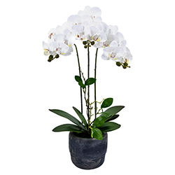 Maceta Phalaenopsis Blanco 52cm