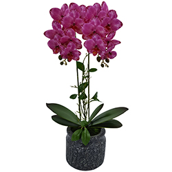 Maceta Phalaenopsis Lila Oscuro 58cm