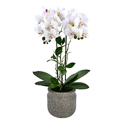 Maceta Phalaenopsis Blanco Fucsia 54cm