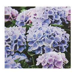 Servilleta Lilac Hydrangea 33x33cm 20 Unidades