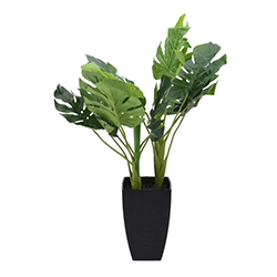 Maceta con Planta Ceriman 77cm