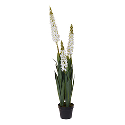 Maceta con Planta Delphinium Blanca 80cm