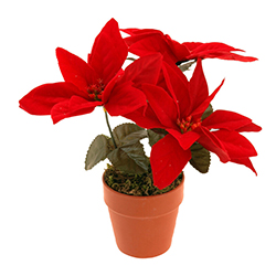 Maceta con Ponsetia Roja 19cm