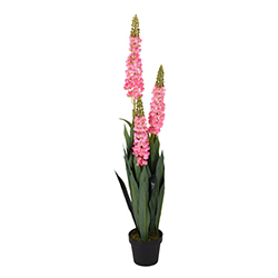 Maceta con Planta Delphinium Rosa 80cm