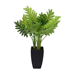 Maceta con Planta Guembe 77cm