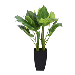 Maceta con Planta Potus 77cm