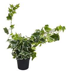 Maceta con Planta Artificial Hiedra 80cm  