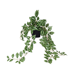 Maceta con Planta Artificial  Zebrina 60cm 