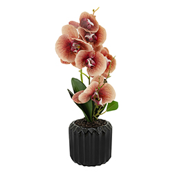 Maceta Phalaenopsis Gran Vino 7 Flores 42cm