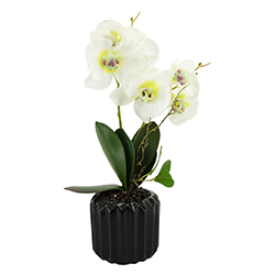 Maceta Phalaenopsis Gran Blanco 7 Flores 42cm