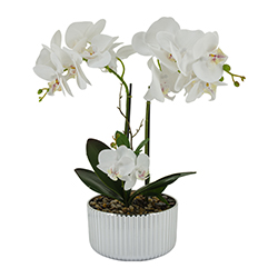Maceta Phalaenopsis Gran Blanco 14 Flores 40cm