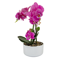 Maceta Phalaenopsis Gran Fucsia 14 Flores 40cm