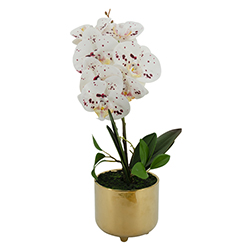 Maceta Oro Phalaenopsis Gran Blanco 7 Flores 42cm