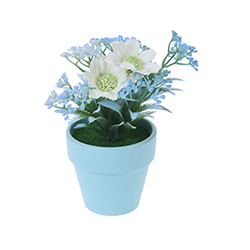 Maceta Spring con Planta 16cm